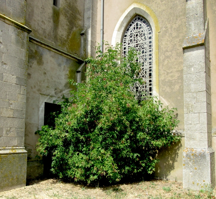 arbre devant la seule porte ayant un accès sans marches